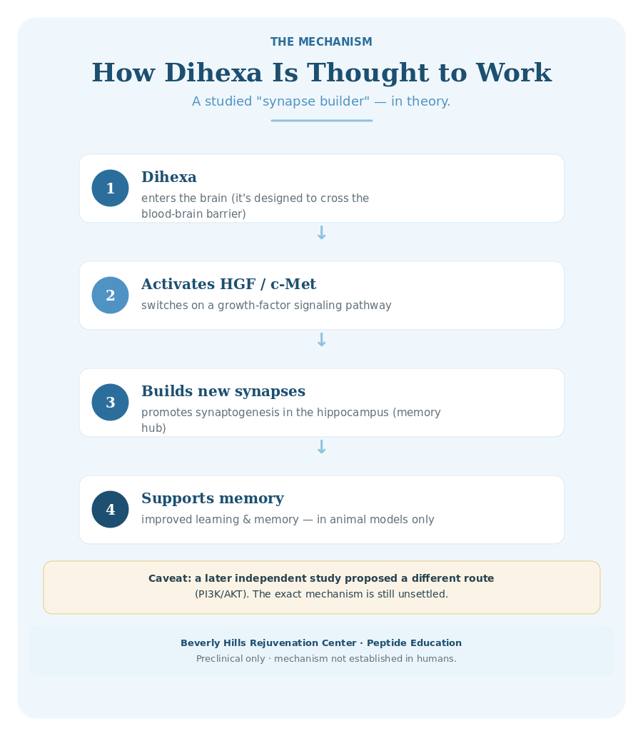 How Dihexa is thought to work: it enters the brain, activates the HGF/c-Met pathway, builds new synapses in the hippocampus, and supports memory in animal models.