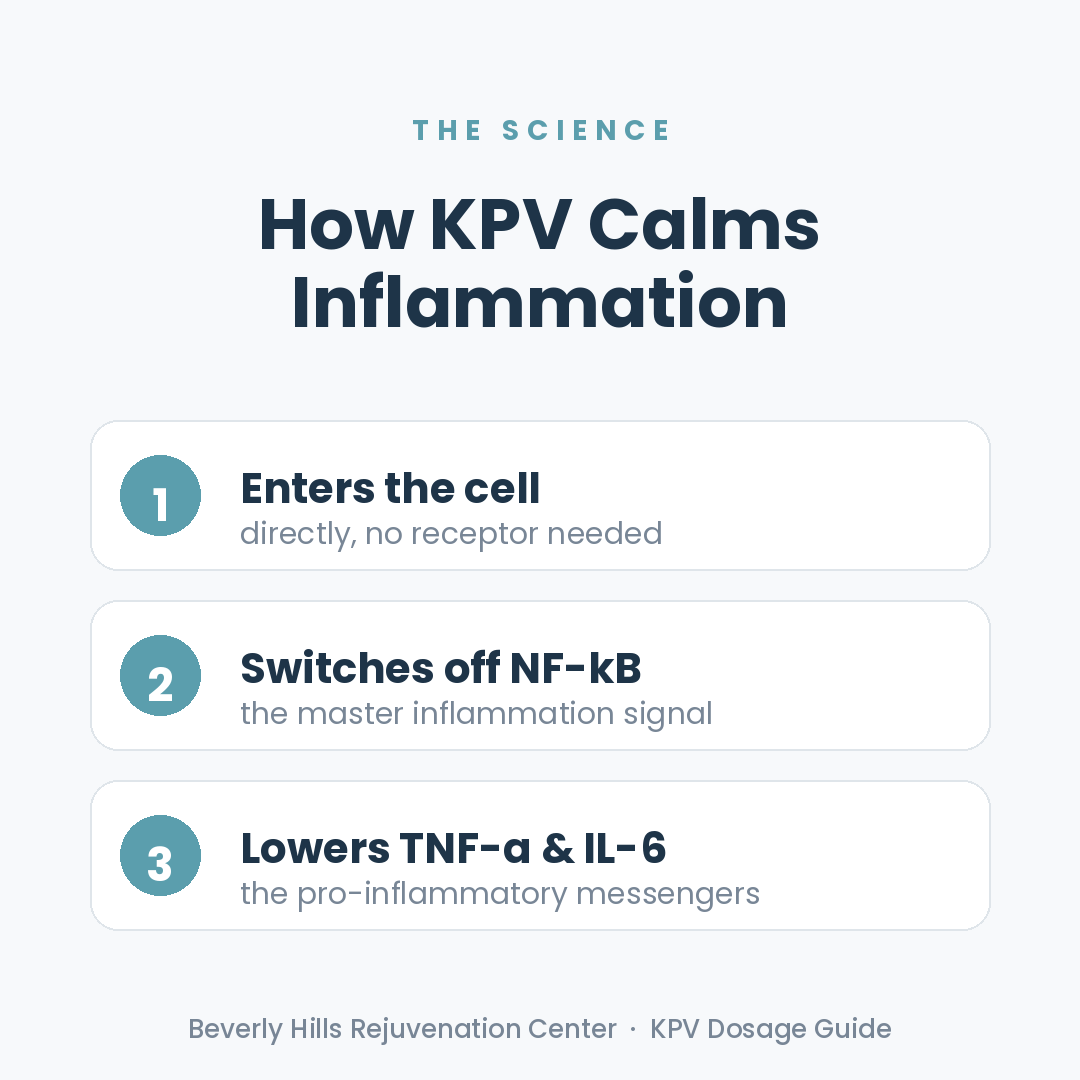 How KPV works: enters the cell, switches off NF-kB, lowers TNF-a and IL-6 — BHRC infographic